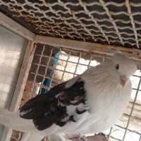 کبوتر هما وپشت سیاه خال زرد|پرنده|کهریزک, |دیوار