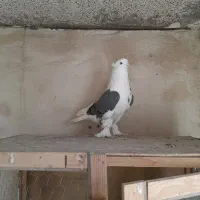 یک جفت کبوتر پرشی بسیار زیبا