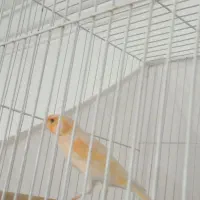 قناری سرامیکی