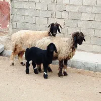 ۲ راس شیشک سناتوری بختیاری (میش)