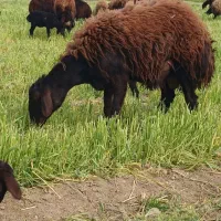 گوسفند بره نر