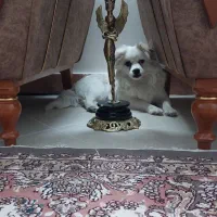 سگ پامر کوچولو