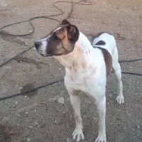 سگ افغان|سگ|بجنورد, |دیوار