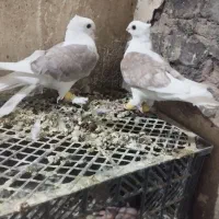 کبوتر|پرنده|بردسکن, |دیوار