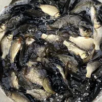 بچه ماهی کپور امور کوی قزل