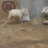 بز سانن نر|حیوانات مزرعه|سرشیو, |دیوار