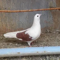 یک جفت نر سورور و ماده سفید یکت قهوه ای|پرنده|کرج, شهرک نهال و بذر|دیوار