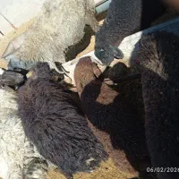 بره|حیوانات مزرعه|زاویه, |دیوار