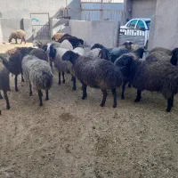 میش و بره
