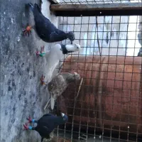 کفتر قلدر پرشی کفتر بوم