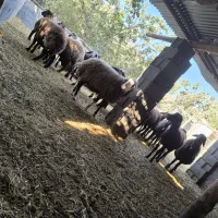 میش  بره بزغاله|حیوانات مزرعه|مبارکه, |دیوار