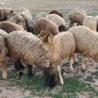 شیشک داشتی|حیوانات مزرعه|شیراز, شهرک قمشه|دیوار