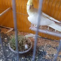 طوطی عروس|پرنده|تاکستان, |دیوار