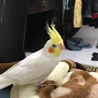 عروس هلندی نر سخنگو