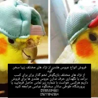 طوطی عروس هلندی|پرنده|قروه, |دیوار