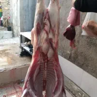 قصاب جهت کار در دامداری و ذبح گوسفند قم