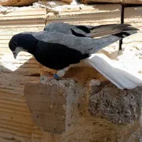 کبوتر|پرنده|تاکستان, |دیوار