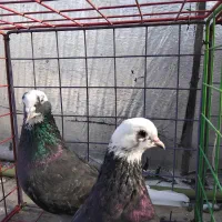 کبوتر|پرنده|فاضل آباد, |دیوار