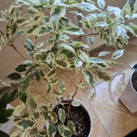 گل های طبیعی سالم با گلدان|گل و گیاه طبیعی|محمدشهر, همایون ویلا|دیوار