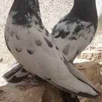 کبوتر کفتر