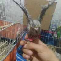 جوجه عروس|پرنده|قیدار, |دیوار