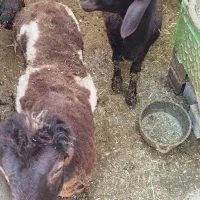 گوسفند اصل افشاری و کردستانی بی گوش