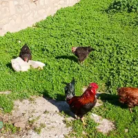 مرغ خروس لری|حیوانات مزرعه|مسجد سلیمان, |دیوار