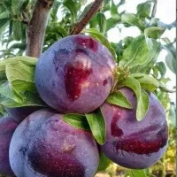 نهال های آلوشابلون خونی