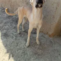 توله سگ 7ماه|سگ|شیروان (خراسان), |دیوار