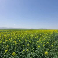 پنجاه هکتار زمین کشاورزی|فروش دفتر صنعتی، کشاورزی، تجاری|تهران, اوقاف|دیوار