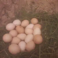 تخم مرغ محلی