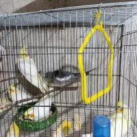 جوجه عروس دستی دان خور جوجه گرینچیک سرلاکی|پرنده|علیآباد کتول, |دیوار
