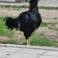 مرغ و خروس لاری