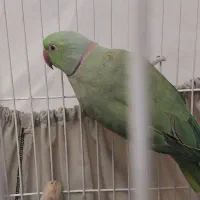 فروش طوطی ملنگو نر|پرنده|گرگان, |دیوار
