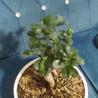 گیاه بونسای جنسینک|گل و گیاه طبیعی|شهریار, شهرک وائین|دیوار