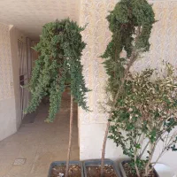 تعدادی درخت کاج