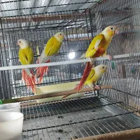 سانچیک ردچیک