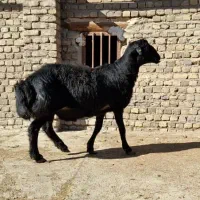 بره قوچ دو دندان