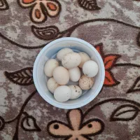 تخم مرغ جاپنیز