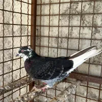 کبوتر تهرانی|پرنده|بندرعباس, |دیوار