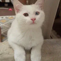 گربه|گربه|ارومیه, |دیوار