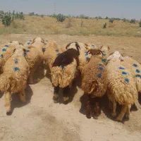 ۱۸راس شیشک دورگ قلمدار سنگین وزن