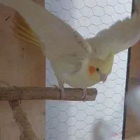 معاوضه با ملنگو|پرنده|کرمان, |دیوار