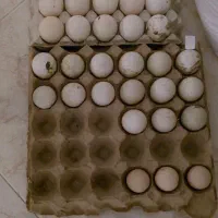 تخم اردک اسرائیلی و بوقلی و شاخدار