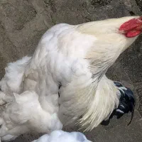 جوجه بیست روزه برهما لایت «امپراطور»