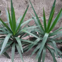 یوکاهای سرسبز|گل و گیاه طبیعی|رشت, عینک|دیوار