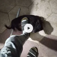 سگ پاکوتاه گوش تیز مناسب نگهبانی یا پشت بوم
