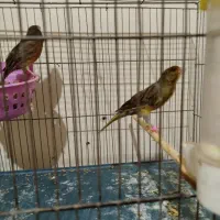 فروش قناری جفت