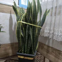 غول پیکر سانسوریا ابلغ|گل و گیاه طبیعی|قم, شهرک فاطمیه|دیوار