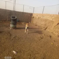 یک قلاده سگ نگهبان